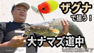 Zaguna - Mat Frog 