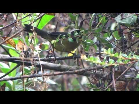 Pale-naped Brush Finch - Atlapetes pallidinucha - aves de antioquia