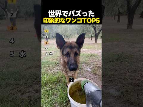 世界でバズった印象が強い個性的なワンコたちTOP5