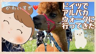 【ドイツ生活】アルパカウォークに参加してきた♪アルパカとラマの違いについて/超簡単で手軽なチアシードプリン/ロールキャベツレシピ/Alpaka