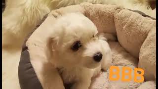 Video preview image #3 Bichon Frise Puppy For Sale in ORLANDO, FL, USA