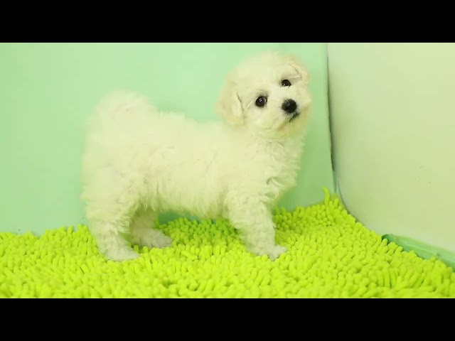 (子犬) 犬種:ビション・フリーゼ 女の子 ブリーダー マロニエケンネル MARRONNIER KENNEL k3086の画像