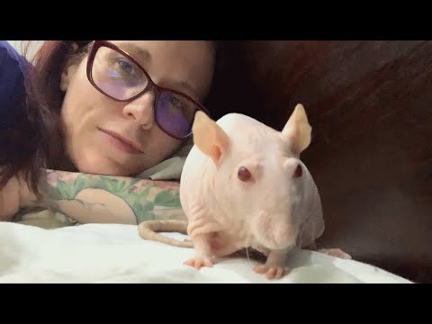 Rescued mama rat delivers surprise baby. This woman's response was perfect.