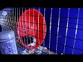 How I Attached My Hamster Wheels To Bin Cage Wire Walls