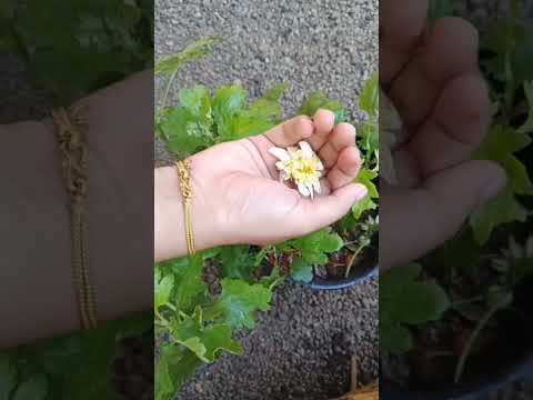 jamadhi #flowers 😜😜