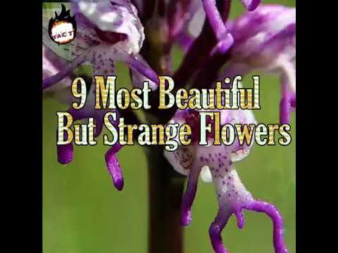 9 most beautiful but strange flowers