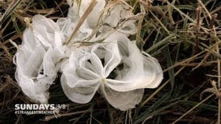 Strangest Weather On Earth: Rare Frost Flowers!