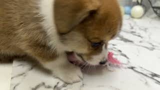 コーギーの動画01