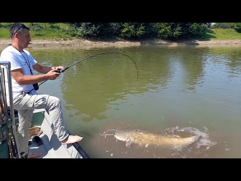 Pecanje soma na reci Savi kod Lonjskog polja u Hrvatskoj I deo | Fishing catfish in river Sava