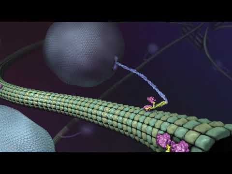 What is Kinesin? Ron Vale Explains