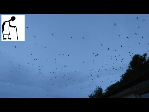 The Birds - Jackdaws coming in to roost