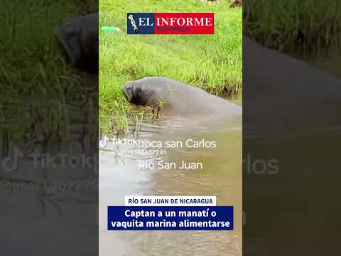 Manati o vaquita marina captada alimentarse en el #RioSanJuan de #Nicaragua #shorts #shortsviral