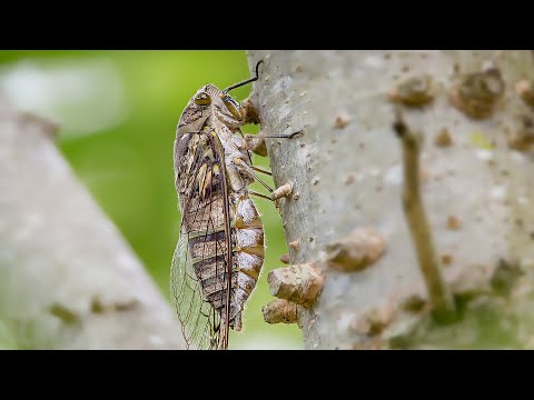 O canto da cigarra numa tarde de verão no interior (HD Audio)