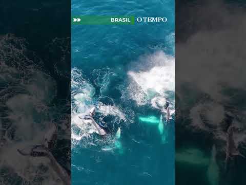 Espetáculo no mar: drone registra baleias-jubarte no RJ
