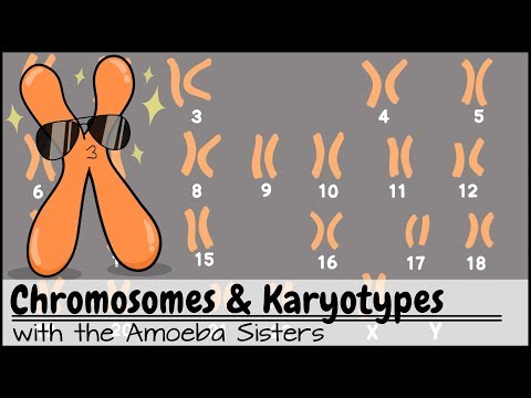 Chromosomes and Karyotypes