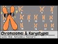Chromosomes and Karyotypes
