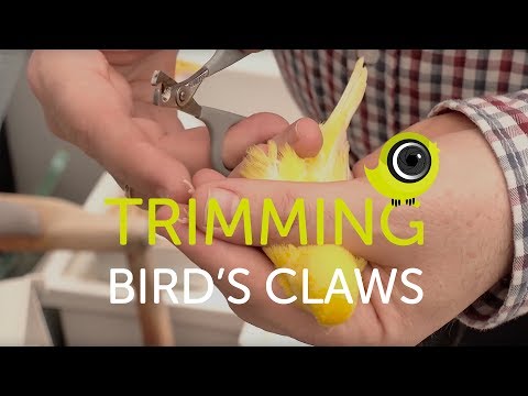 How to trim a bird's claws | The Canary Room Top Tips