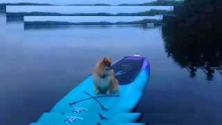 I Wanna Go Surfin&#39;