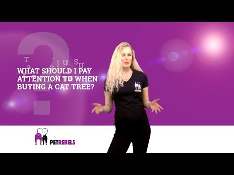 WHERE TO PAY ATTENTION TO WHEN BUYING A CAT TREE | PETREBELS FAQ (4K)(07D)