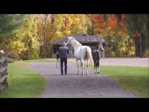 Beaulieu's Quixote - SOLD