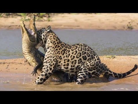 15 wilde Tiere, die sich nicht ausstehen können