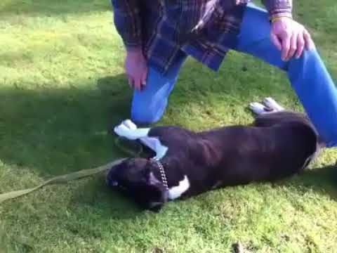 Il cane era ormai morto ma guardate cosa fa questo ragazzo!!