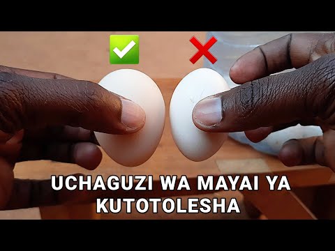 , title : 'Njia Rahisi ya Kupata Vifaranga Wengi wa Kienyeji - Uchaguzi wa Mayai ya Kutotolesha'