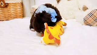 ハーフ犬の動画02