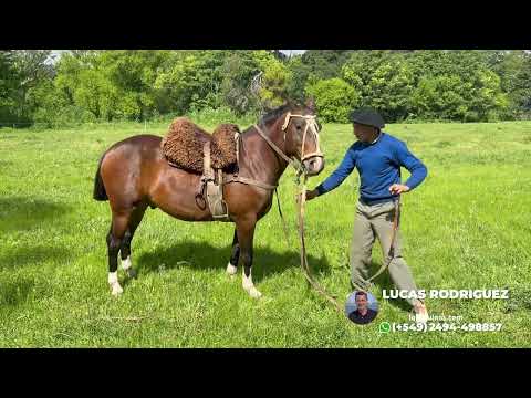 CABALLO REDOMON COLORADO CALZADO DE CUATRO -  $2.000.000 LOSEQUINOS.COM