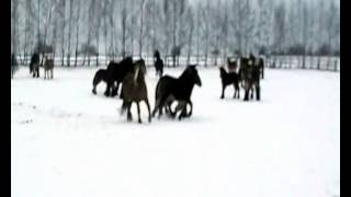 preview picture of video 'Klacze ze źrebiętami z HKZ w Bukowcu Wielkim'