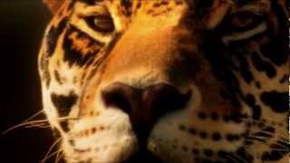 Aloha Ke Akua, Nahko Bear (Medicine for the People)