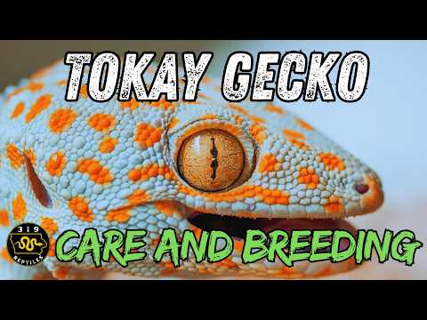 Gekon tokay (Gekko gecko) — kompletný sprievodca chovom a rozmnožovaním