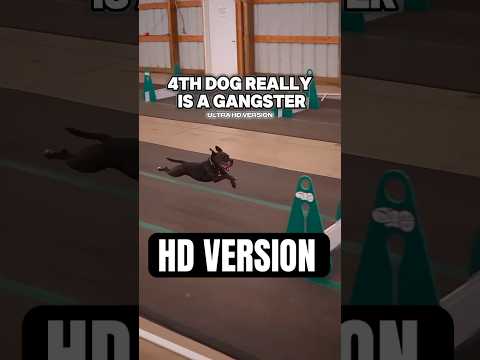 Gangster dog races #competition #dogs #flyball