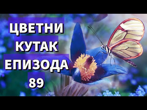 Cvetni kutak ep. 89 22.07.2021. Noćna sveća, lažni jasmin, berberis, rasadnik "Terteli", Požarevac