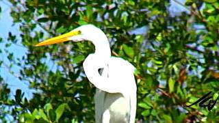 preview picture of video 'Bring a camera to this Punta Cana Resort'