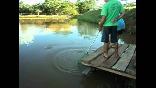 preview picture of video 'Pesca de Pirapitinga - Itaguari - Go'