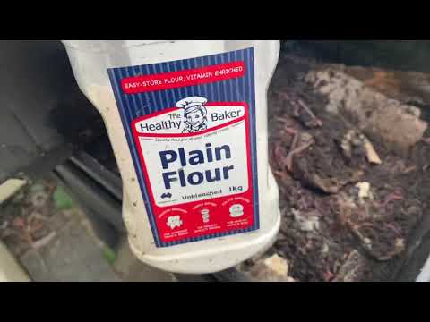 Feeding worms flour to fatten for fishing