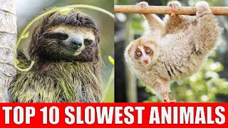 TOP 10 Slowest Animals |  Learn Slowest Animals in The World