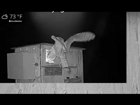 Male barn owl trying to convince female to enter his nest box.