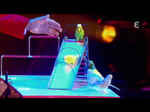 These Parakeets Are Performing Professionals!