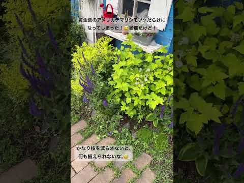 園芸 互葉パピルス