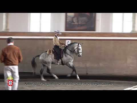 210424 21 Morante - Aprovação de Garanhões