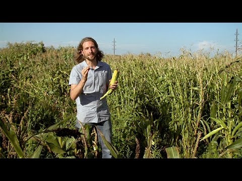 Popped Secret: The Mysterious Origin of Corn — HHMI BioInteractive Video