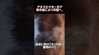 【競馬】アスクビクターモア 熱中症により天国へ... #shorts