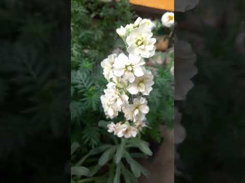 🪰#short#ytvedio#flower#song🥰sudeshna roy