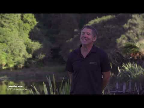 Restoring native forest in Aotearoa