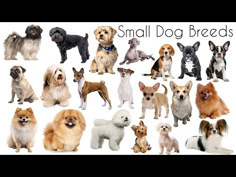 Small Dog Breeds | Small Dogs Name in English | Types of Small Dogs