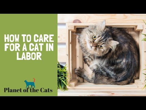 How to Care for a Cat in Labor?