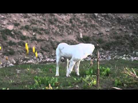 Tajik shepherd dogs in the wild part2