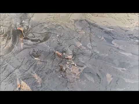 Miles Davis Quintet (feat. John Coltrane), Frankfurt (1960)